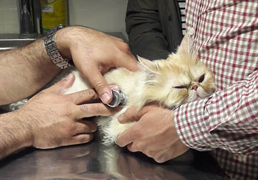 درمان برونشیت مزمن گربه پرشین