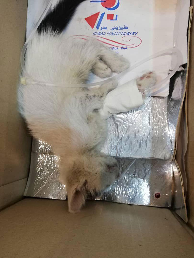 dorrinpethospitalwhatisthecauseofbleedinginthecatsmouth01