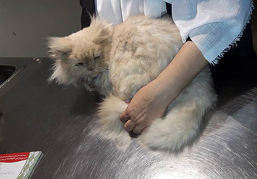 درمان التهاب مثانه گربه در کلینیک دامپزشکی درین