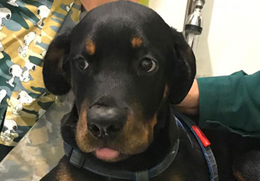 درمان انگل و حالت تهوع سگ