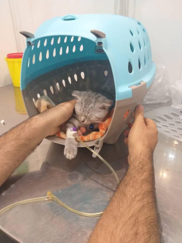 dorrinpethospitalpersiancatstomachinfection01 بیمارستان دامپزشکی