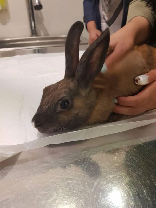 dorrinpethospitaltreatmentofrabbitdiarrheaattheveterinaryclinic