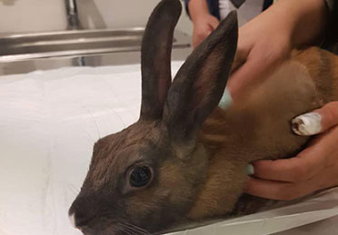 درمان اسهال خرگوش در کلینیک دامپزشکی درین