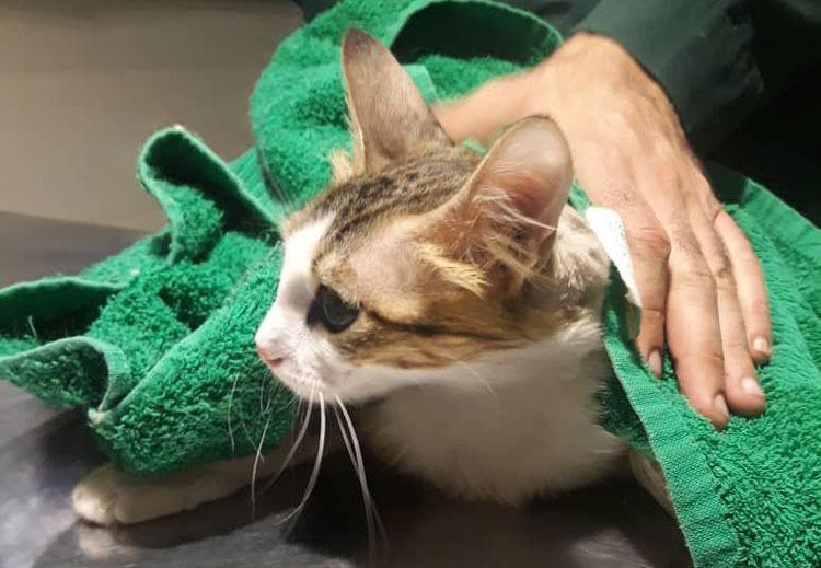 درمان زخم و ابسه سر گربه