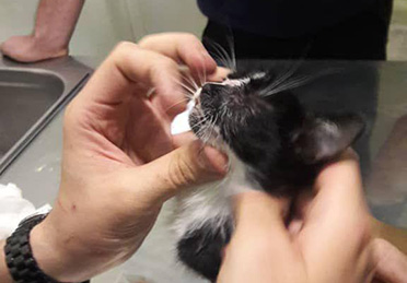 درمان تجمع مایع در سر گربه در کلینیک دامپزشکی درین