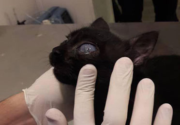درمان عفونت چشم گربه در کلینیک دامپزشکی درین