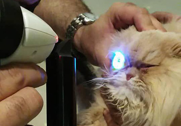 درمان زخم قرنیه گربه پرشین