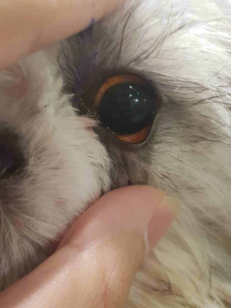 بررسی مشکل چشم سگ در کلینیک دامپزشکی درین