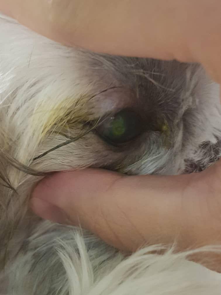 بررسی مشکل چشم سگ در کلینیک دامپزشکی درین