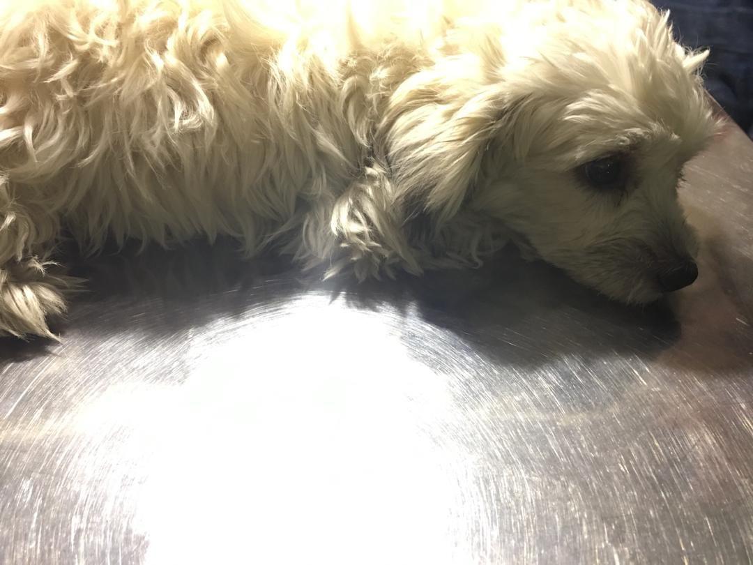درمان یبوست شدید سگ