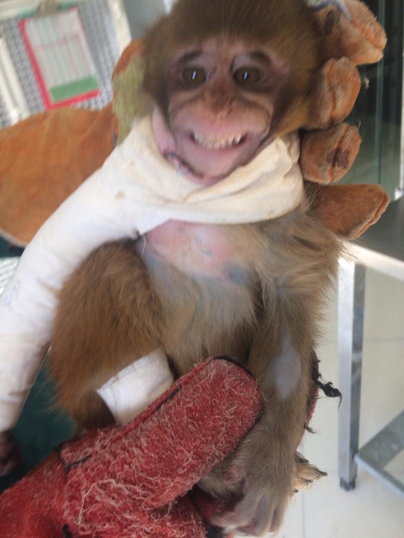عمل جراحی میمون آسیب دیده