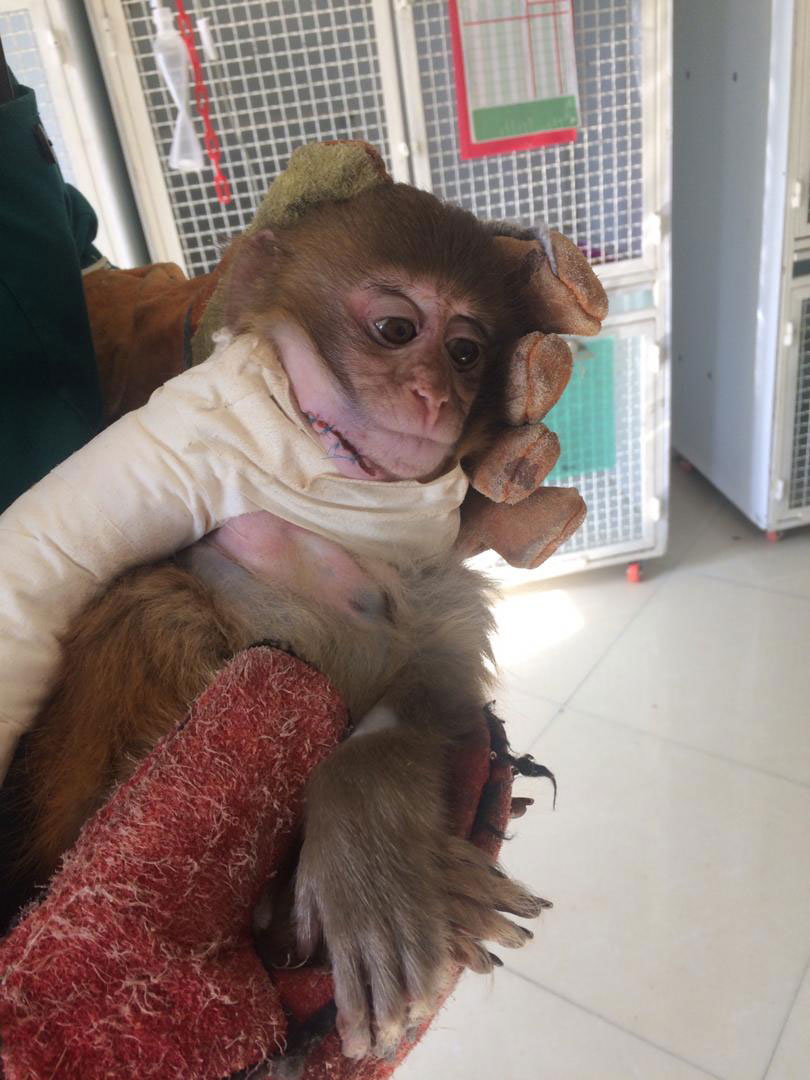 عمل جراحی میمون آسیب دیده