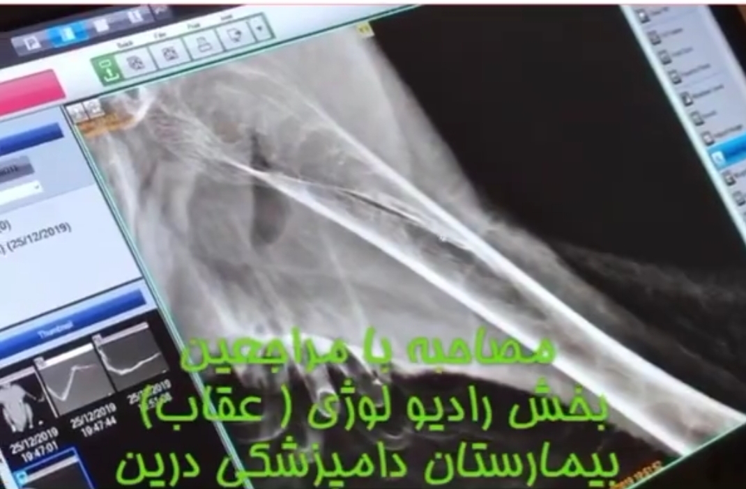 عقاب مصدوم در کلینیک پرندگان بیمارستان دامپزشکی درین