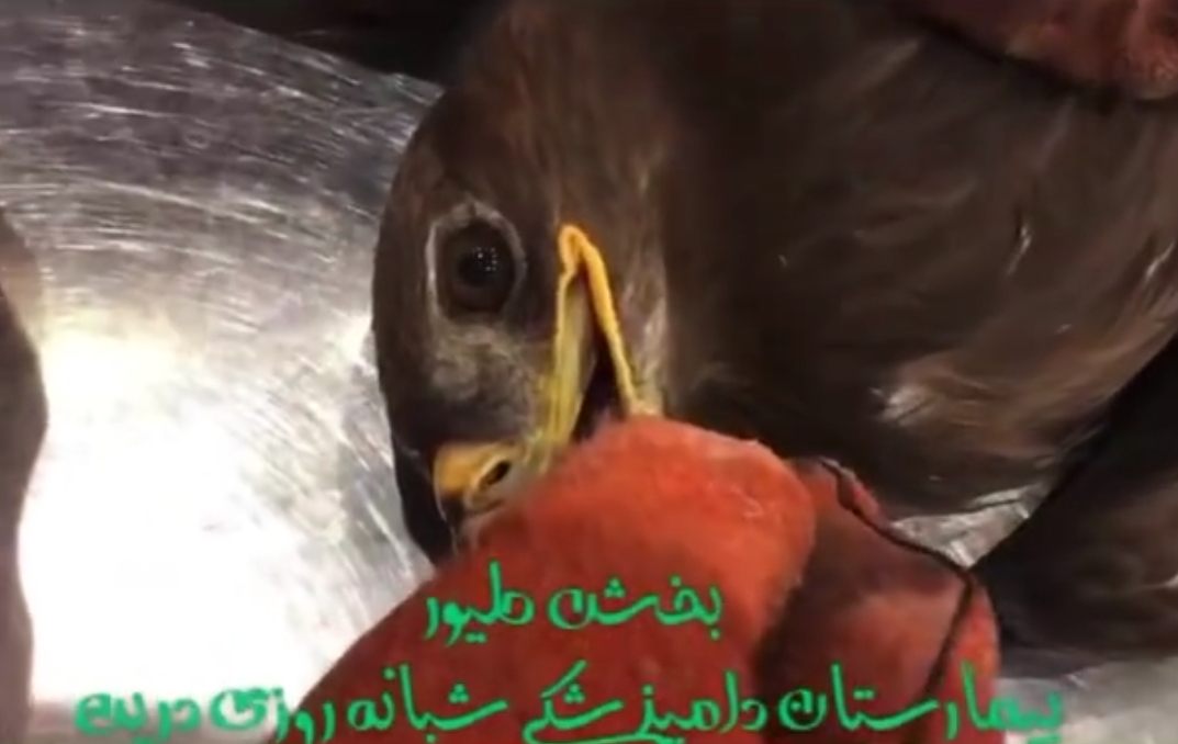 عقاب مصدوم در کلینیک پرندگان بیمارستان دامپزشکی درین