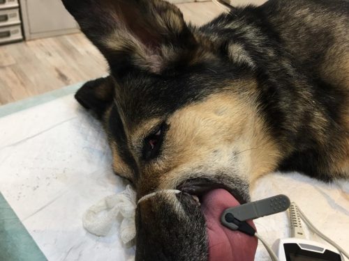 جراحی FHO استخوان فمور سگ