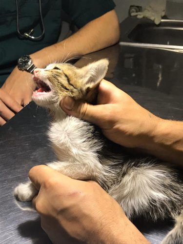 درمان بی حالی گربه