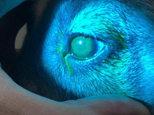 درمان زخم قرنیه و چشم پزشکی حیوانات