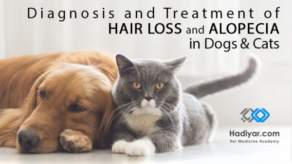وبینار تشخیص و درمان ریزش مو و کچلی در سگ و گربه