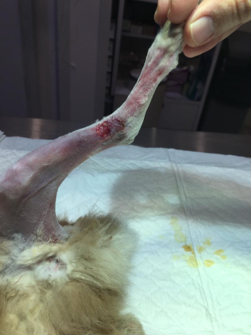 درمان لنگش پای خرگوش