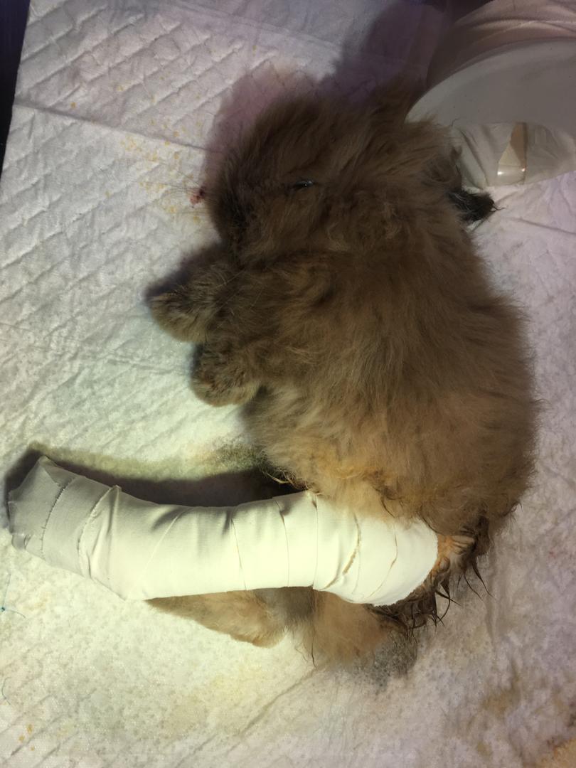 درمان لنگش پای خرگوش در بیمارستان دامپزشکی درین