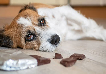 مسمومیت با شکلات در سگ ها