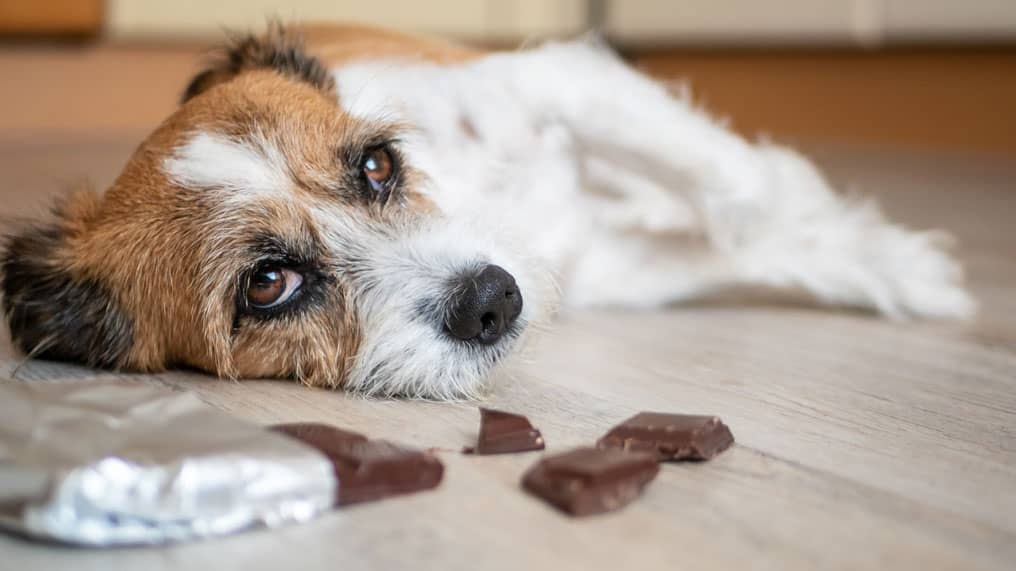 مسمومیت با شکلات در سگ ها