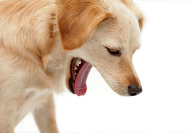بیماری کنل کاف سگ یا سرفه سگدانی