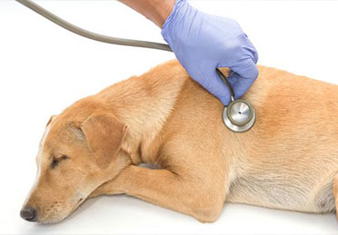 درمان نارسایی قلبی سگ