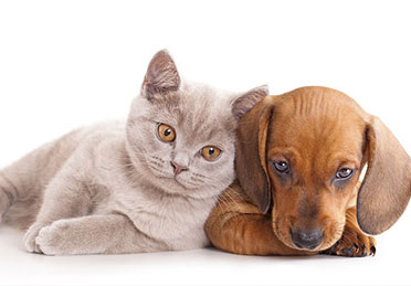 بیماریهای دستگاه ادراری در سگ و گربه
