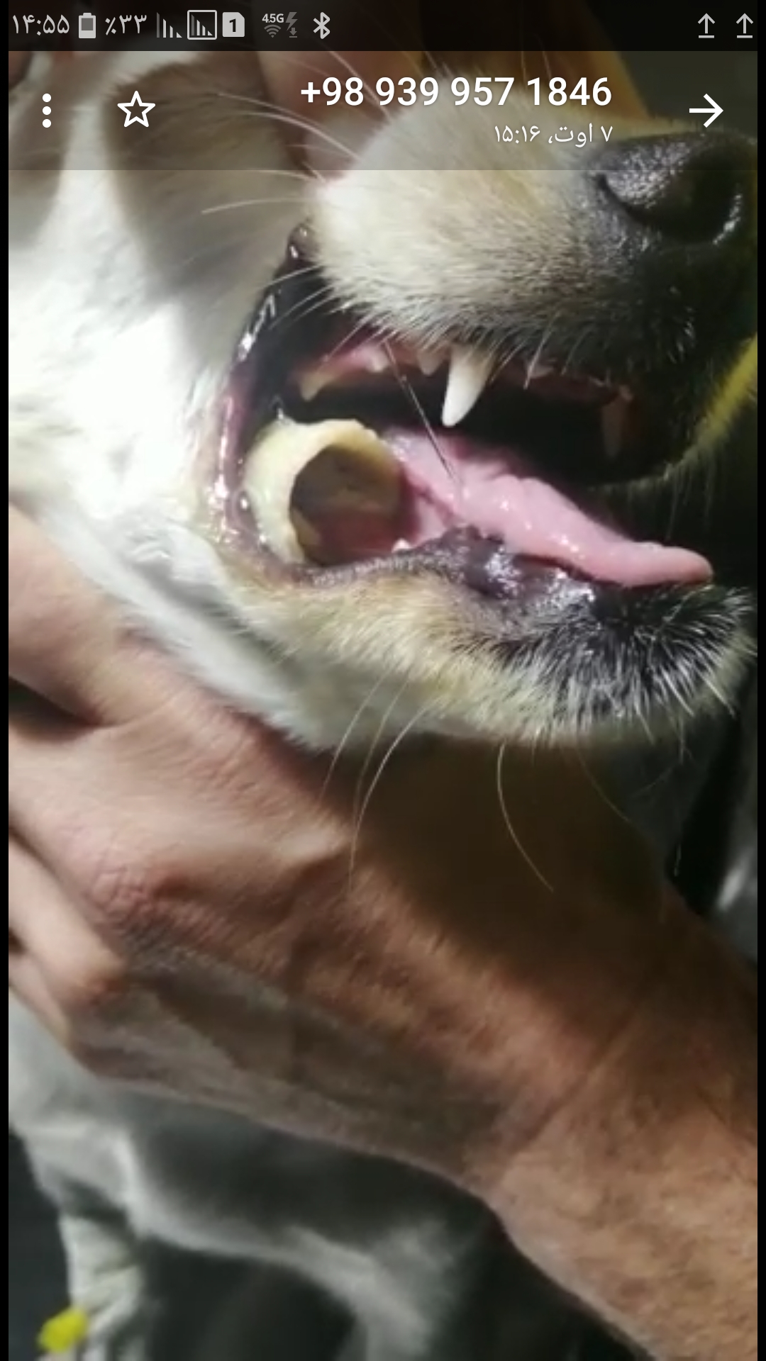 جسم خارجی داخل دهان سگ