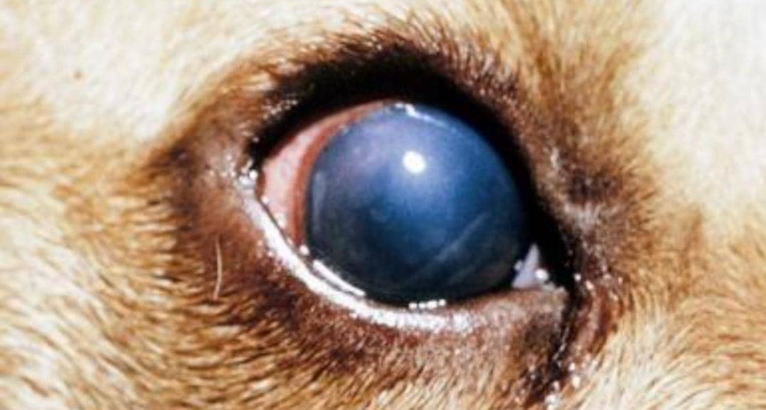 هپاتیت عفونی در سگ سانان (ICH)