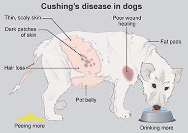 سندروم کوشینگ در سگ ها