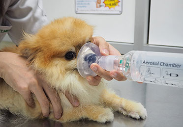برونشیت سگ در نژاد پامرانین Bronchitis