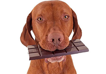 مسمومیت سگ با شکلات