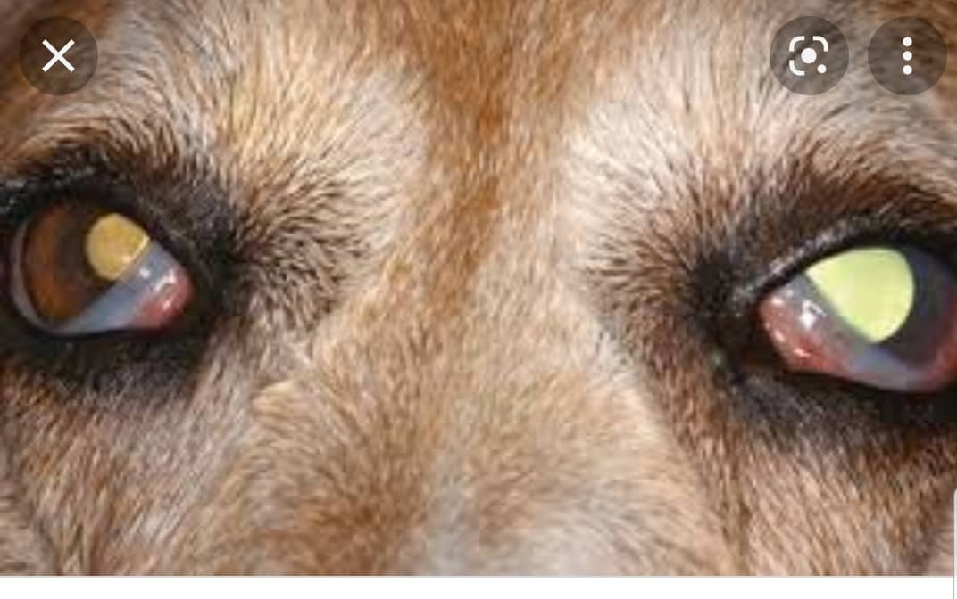 حیوانات خانگی و فشار داخل چشم