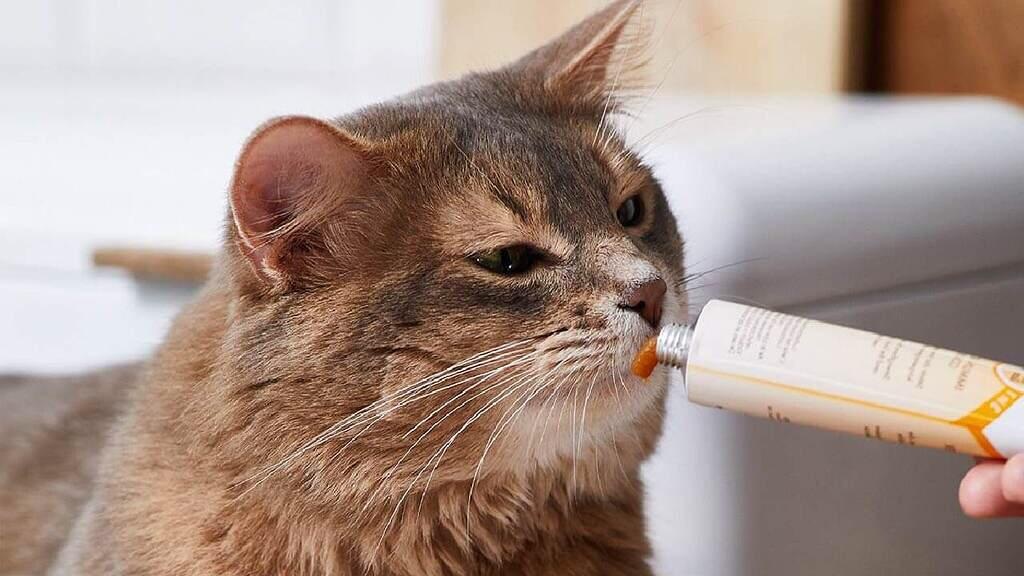 مصرف خمیر مالت در گربه ها