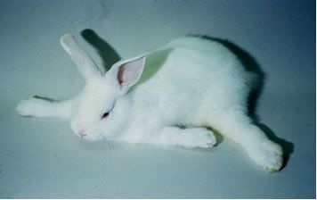 خرگوش و تغییر حالت اندام‌ها