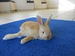 خرگوش و تغییر حالت اندام‌ها