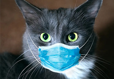 بیماری کلسی ویروس در گربه ها