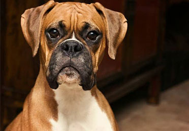 نژاد شناسی سگ بوکسر Boxer