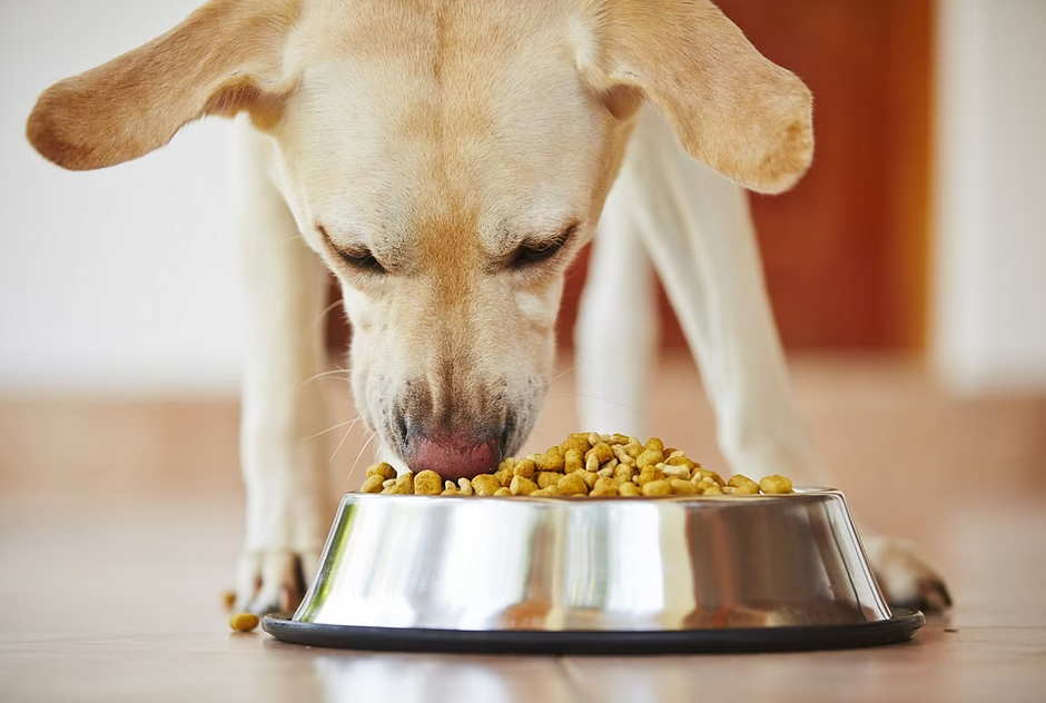 مصرف پروتئین در سگ