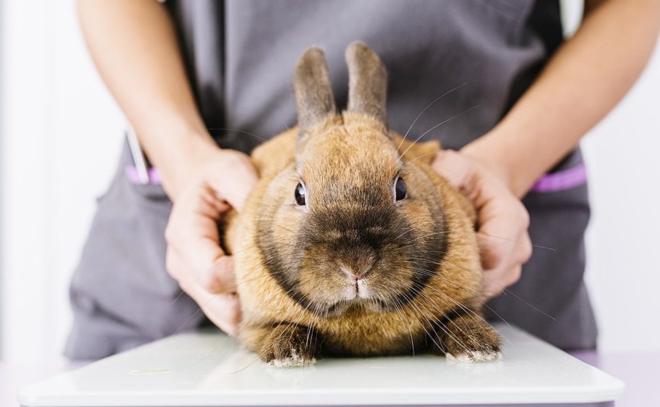 مشکلات سلامتی در خرگوش ها