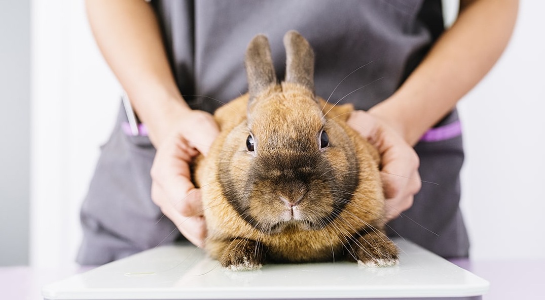 مشکلات سلامتی در خرگوش ها