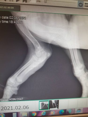 پوکی استخوان در سگ