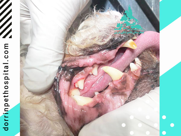 جرمگیری دندان های حیوانات خانگی