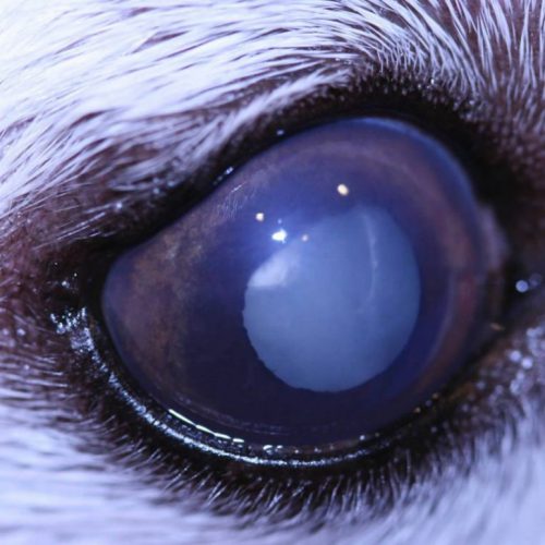گلوکوم یا آب سیاه چشم سگ