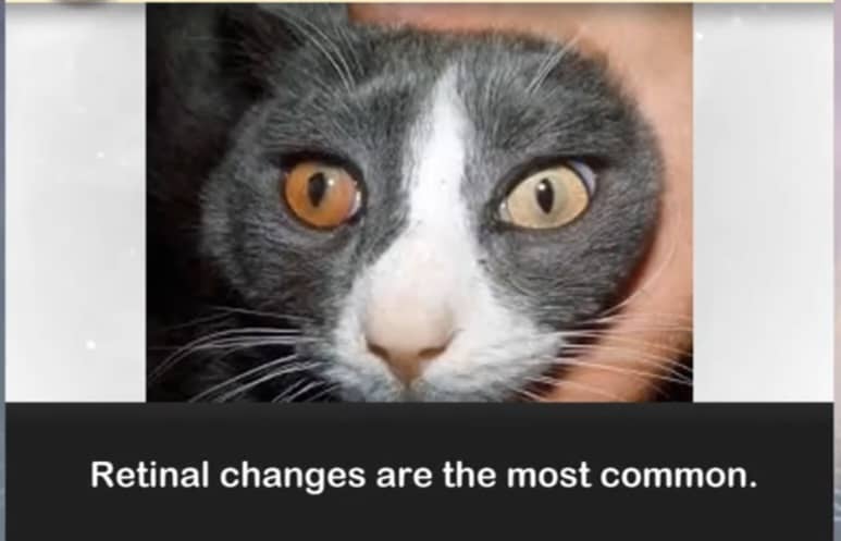 بیماری کرونا در گربه ها