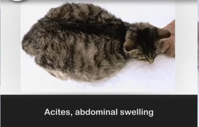 بیماری کرونا در گربه ها