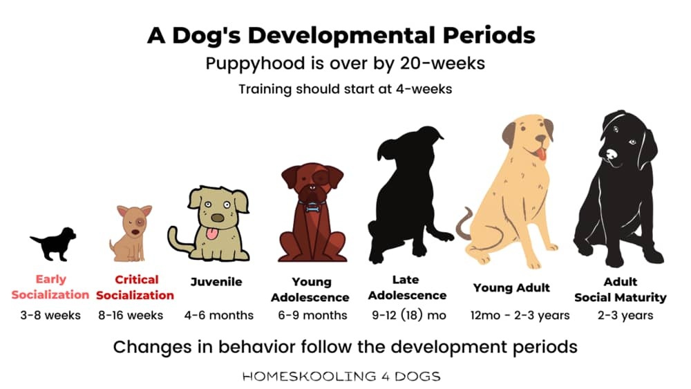 ترس و مراحل تکاملی رشد سگ
