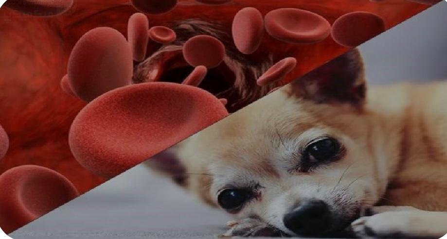 کم خونی در حیوانات